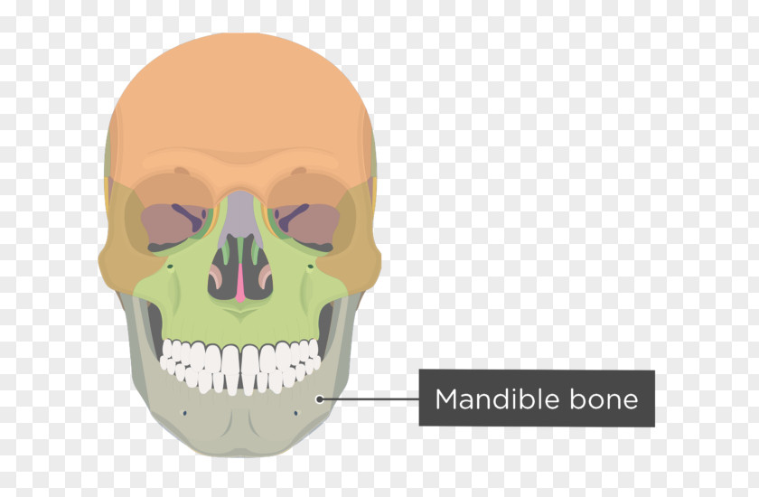 Skull Zygomatic Bone Process Of Maxilla Temporal PNG