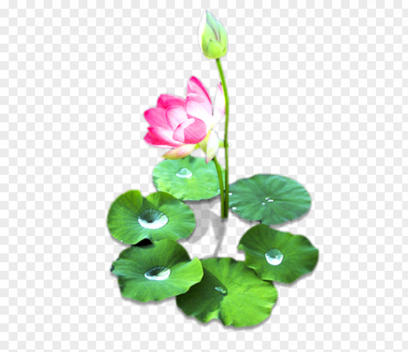 Waterlily Pattern Sacred Lotus Pygmy Water-lily Image Drawing PNG