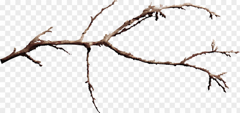 Branch Twig Tree Line Plant PNG