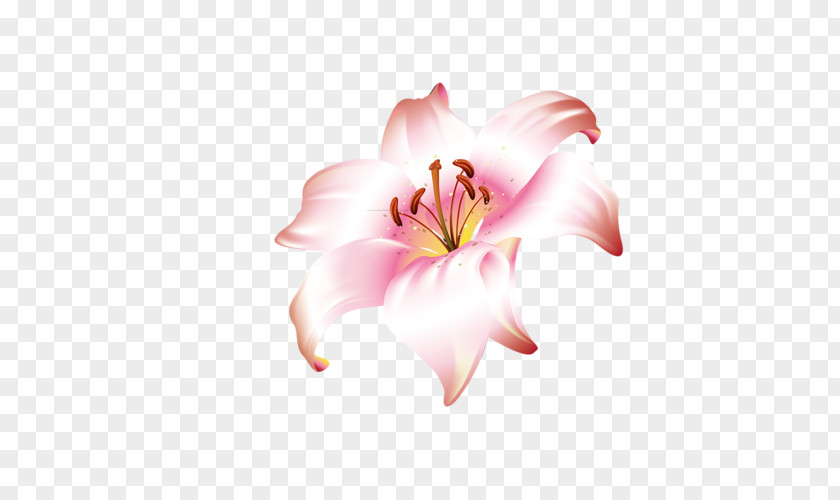Flower Lilium Brownii Jersey Lily PNG