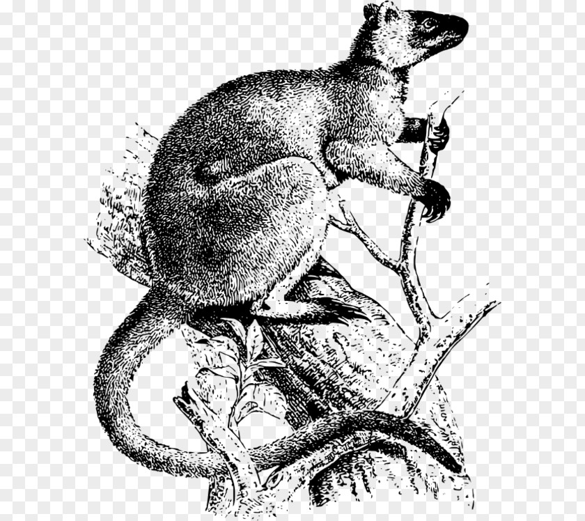 Koala Vertebrate Marsupial Kangaroo Macropodidae PNG