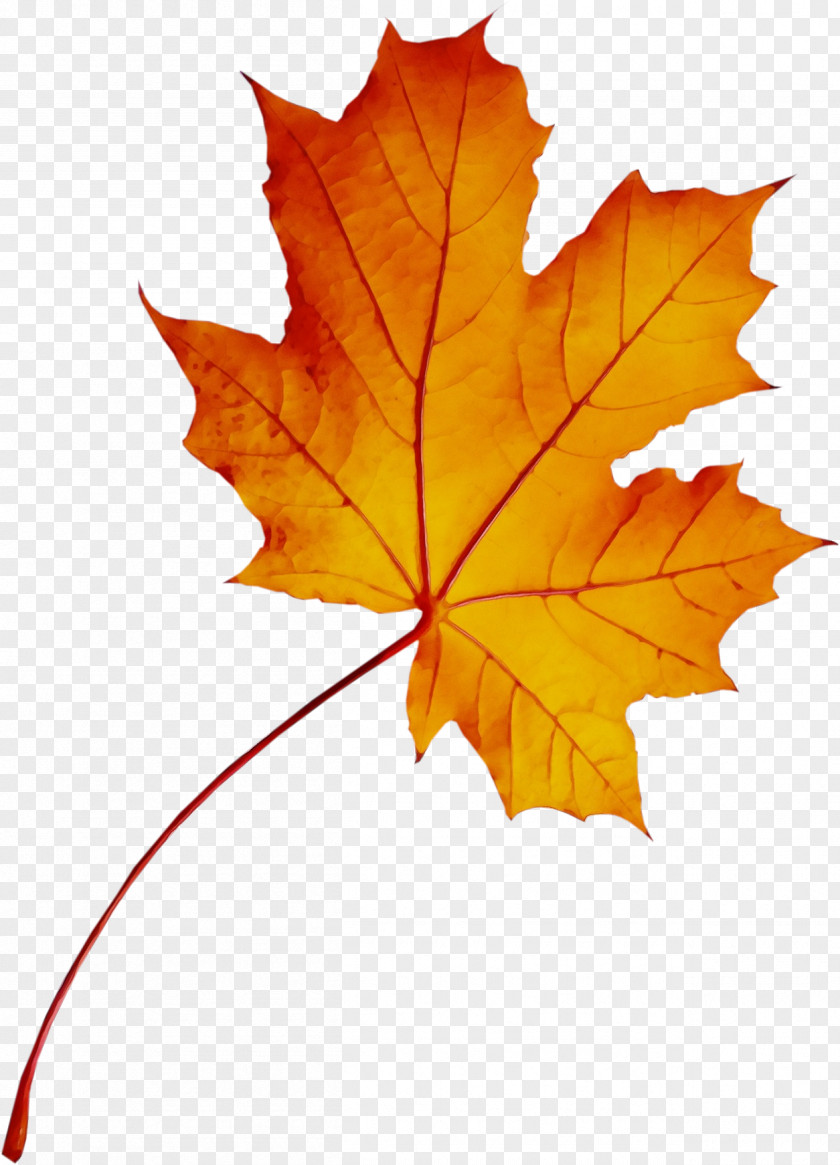 Maple Leaf PNG