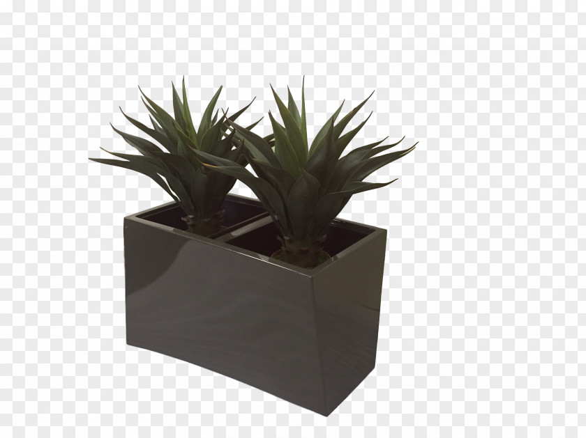 Allsorted Furniture Designs Flowerpot INAV DBX MSCI AC WORLD SF Houseplant Agave PNG