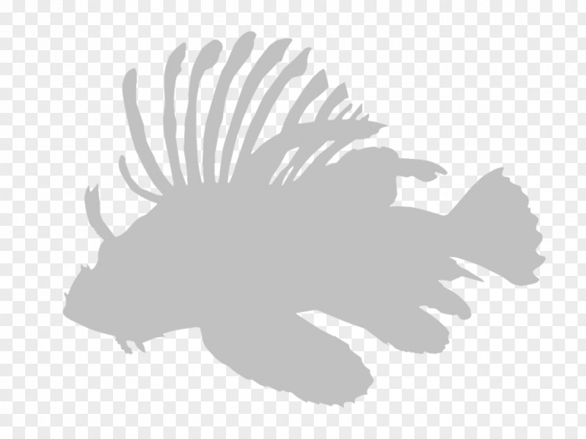 Invasive Species Signs Red Lionfish AIS Indonesia Fairfield Mammal Login PNG