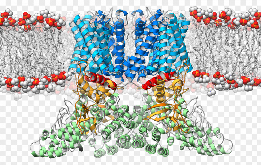 Scripps Research Institute Cryogenic Electron Microscopy Ion Channel Receptor Cell Membrane PNG