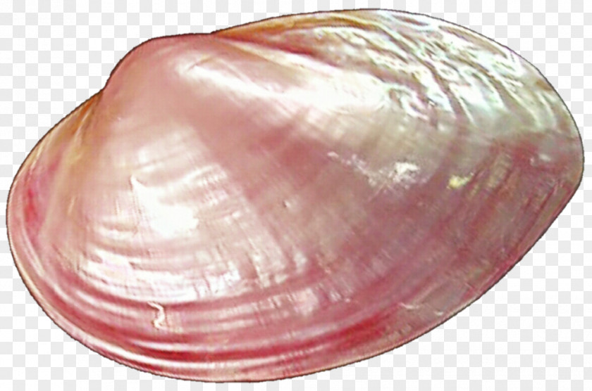 Shell Clam Oyster Seashell Mussel PNG