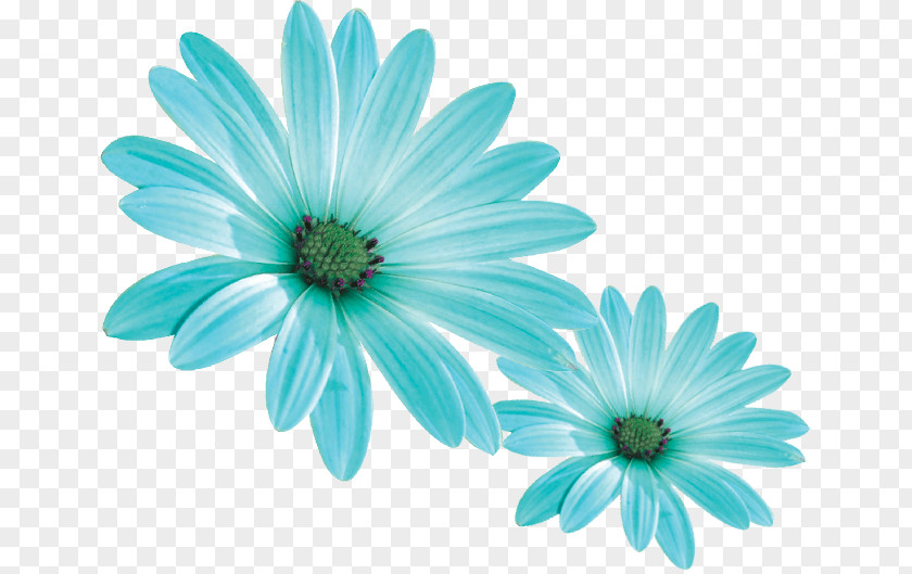 Wildflower Barberton Daisy Drawing Of Family PNG
