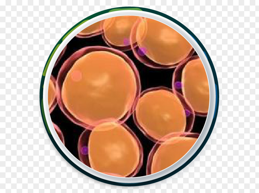 Adipocyte Adipose Tissue Cell Fatty Acid PNG