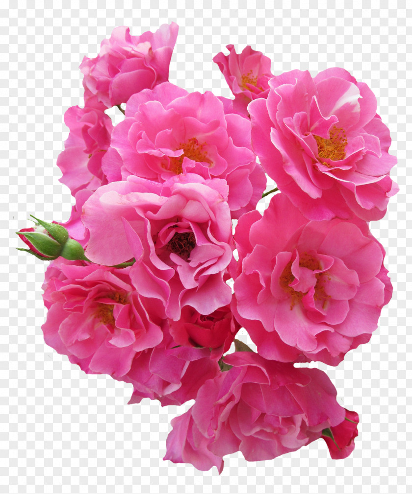Bunch Pink Rose Flower PNG