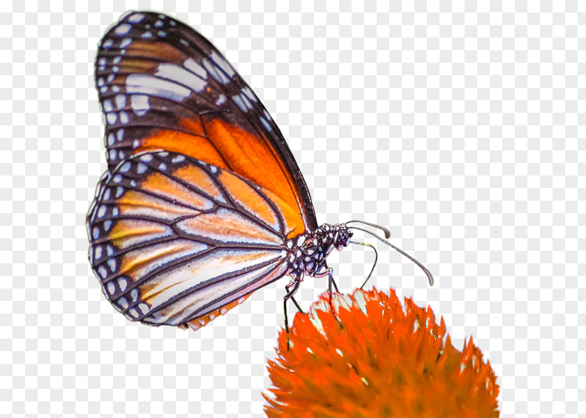 Color Pigments Monarch Butterfly Pieridae Gossamer-winged Butterflies Brush-footed PNG