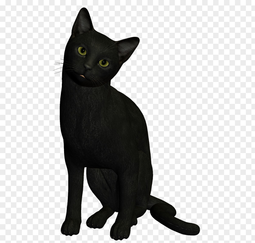 Gato Negro Bombay Cat Burmese Havana Brown Korat Black PNG