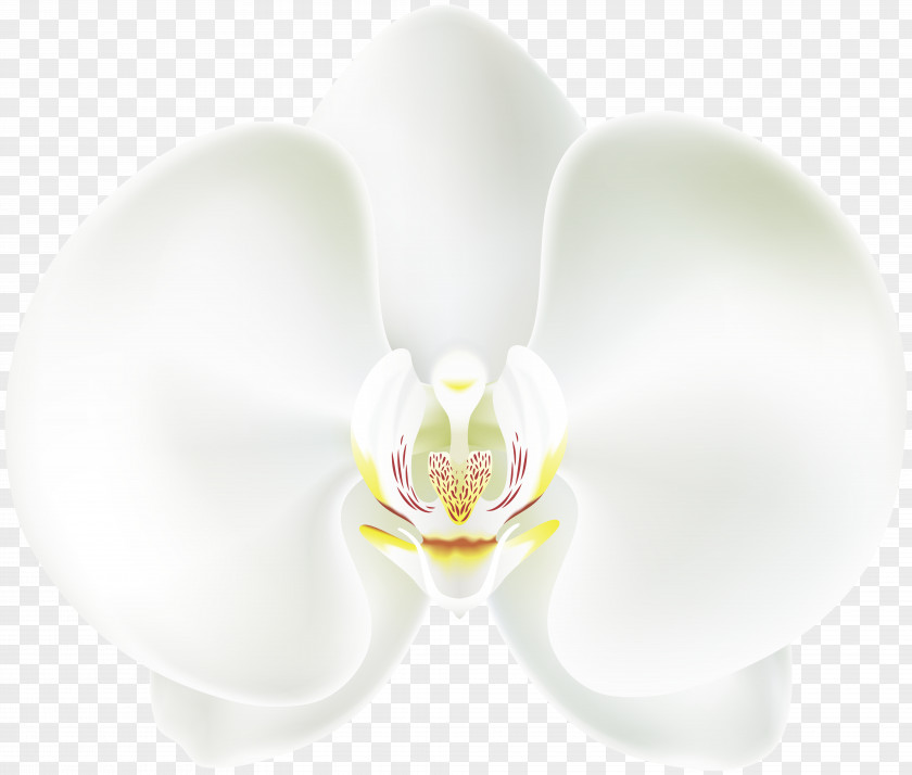 White Orchid Moth Orchids Flower Petal PNG
