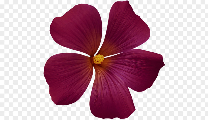 Flower Magenta Yellow Petal Violet PNG