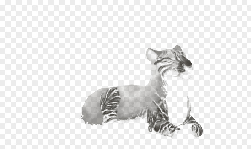Lion Whiskers Tiger Felidae Cat PNG