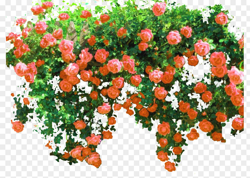 Rose Shrub Flower Clip Art PNG