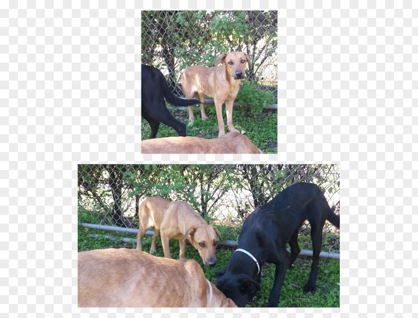 Anxious Dog Behavior Italian Greyhound Breed Lines Sporting Group PNG