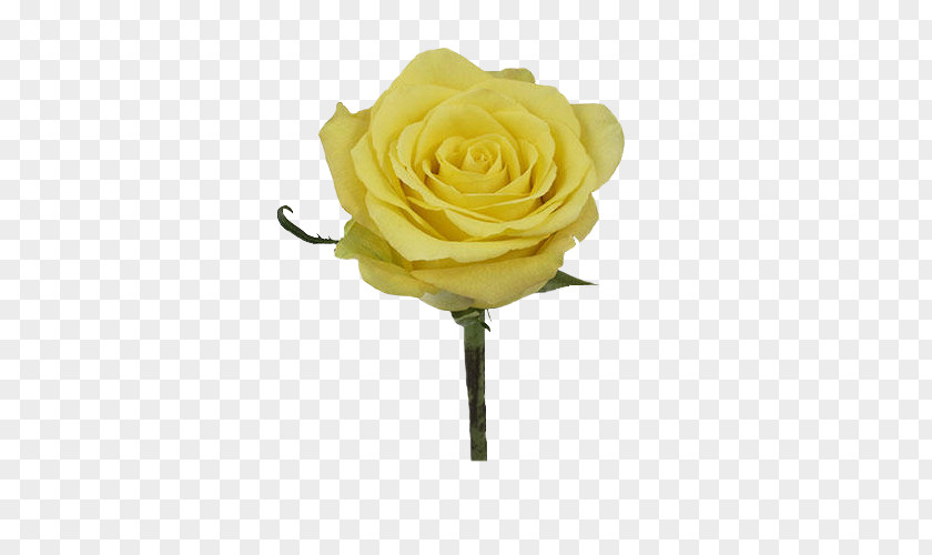 Flower Garden Roses Bouquet Yellow Petal PNG