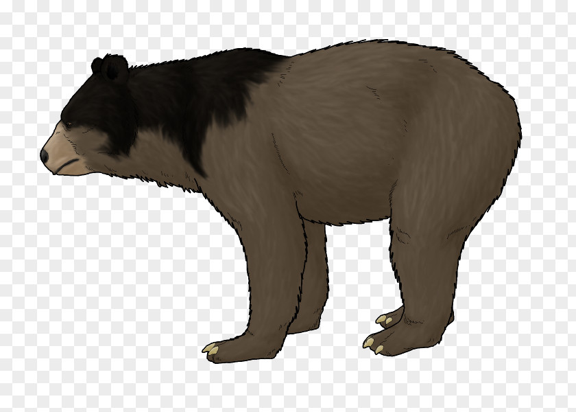 Grizzly Bear Pliocene Ursus Etruscus Minimus Himalayan Brown PNG