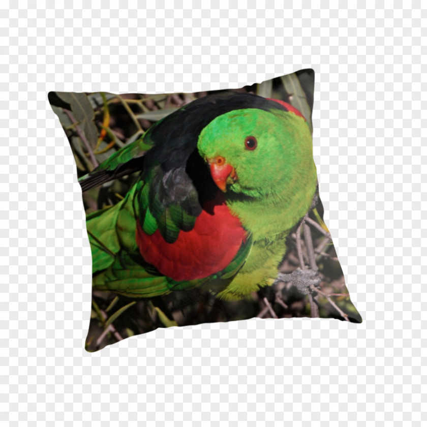 Pillow Macaw Throw Pillows Cushion Parakeet PNG