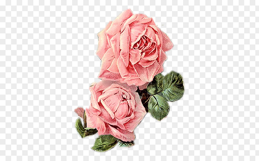 Pink Rose Flower Seed Collage Clip Art PNG