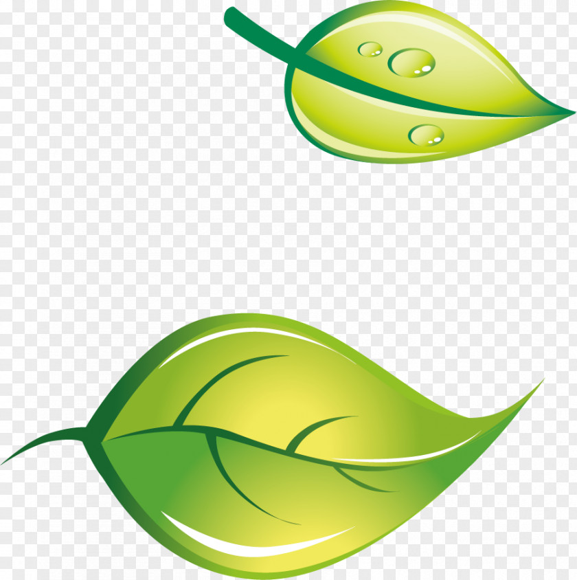 Vector Decorative Green Tea Logo PNG
