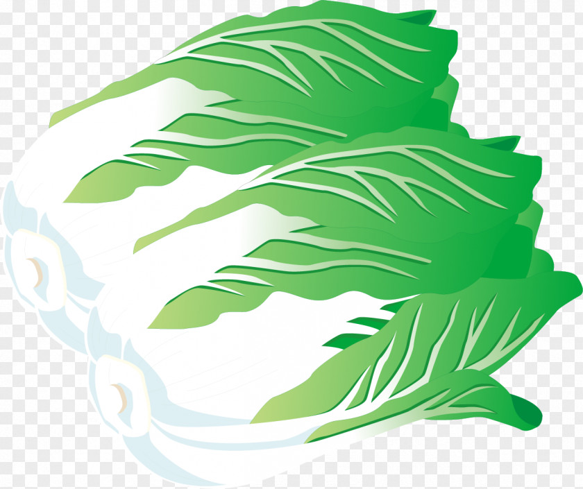 Cabbage Effect Element Vector Material Free Dig Chinese Vegetable Napa Illustration PNG