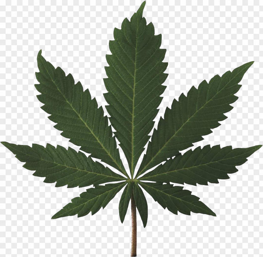 Cannabis Sativa Ruderalis Smoking Marijuana PNG