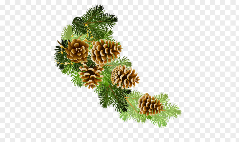 Christmas Conifer Cone Clip Art PNG