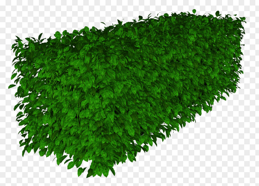 Herbaceous Plant Lawn Ryegrass Groundcover PNG