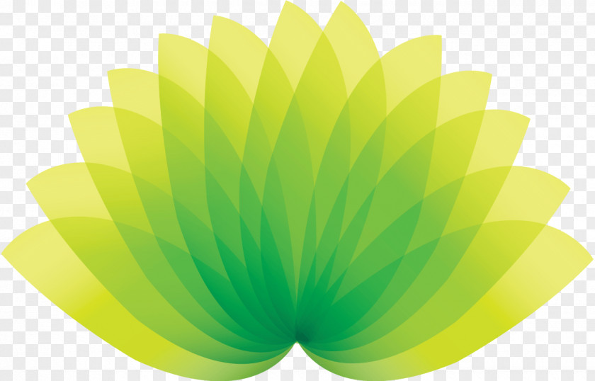 Leaf Shape Green Petal PNG