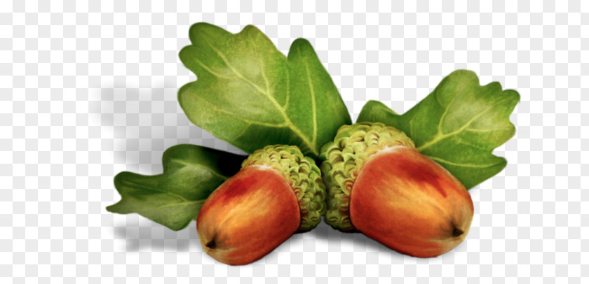 Acorn Clip Art Fruit Blog PNG