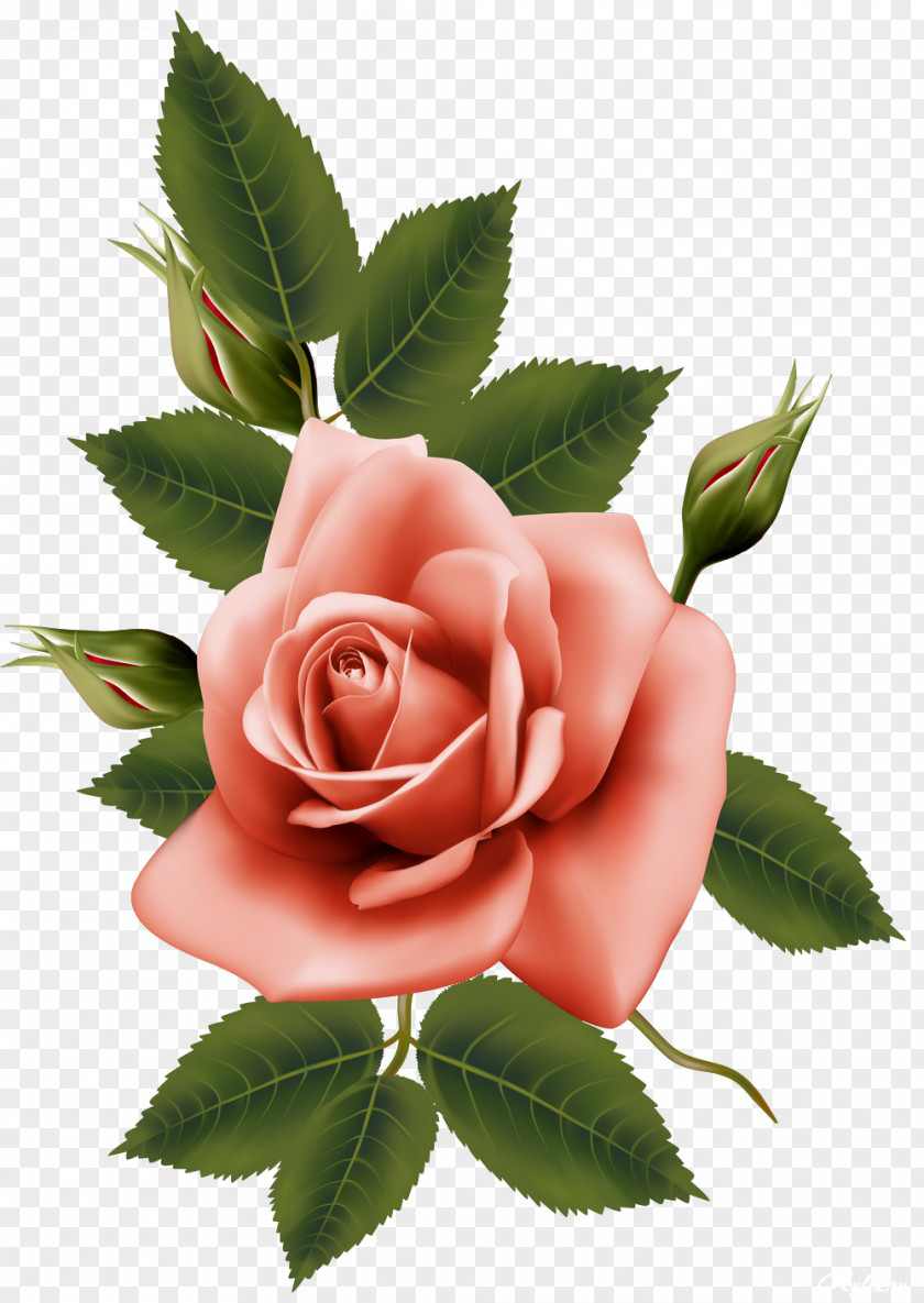 Beautiful Roses Garden Centifolia Flower PNG