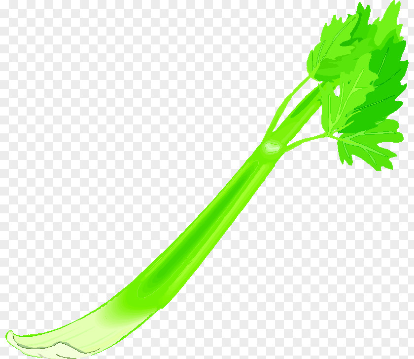 Celery Photography Celeriac Clip Art PNG