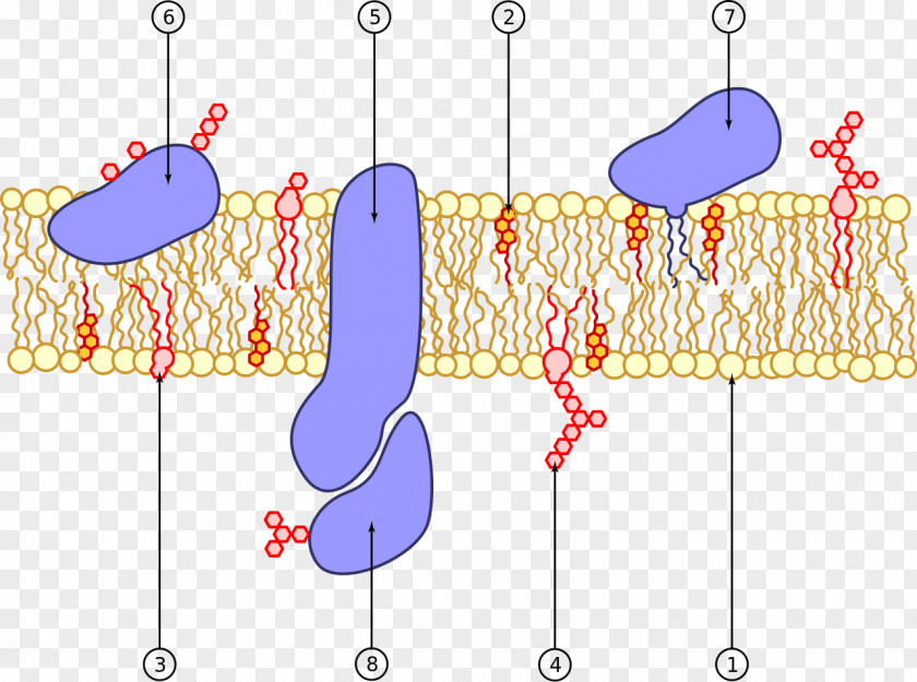 Cell Membrane Biological Phospholipid Protein PNG