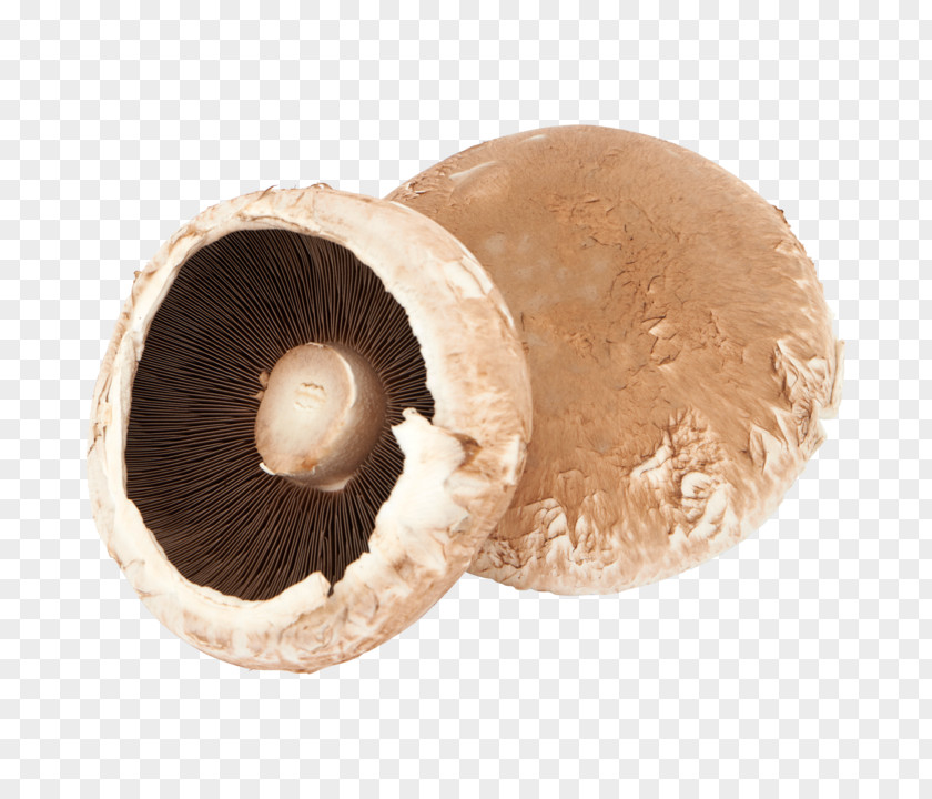 Common Mushroom Malta Warehouse Price PNG