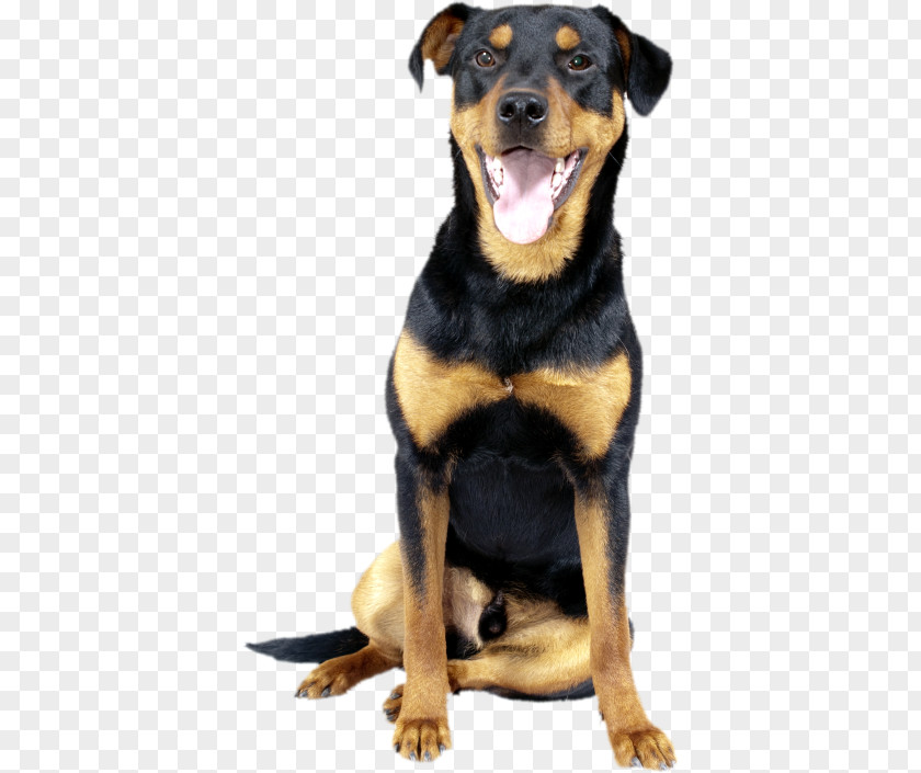 Dog Rottweiler Huntaway Black And Tan Terrier German Pinscher PNG