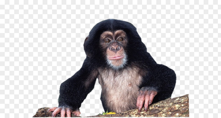 Gorilla Chimpanzee Material Culture: Implications For Human Evolution Uncommon Animals Rare Species PNG