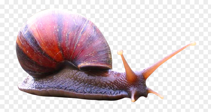 Snail Icon PNG