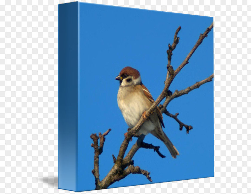 Sparrow Bluebird Wren Blue Jay PNG