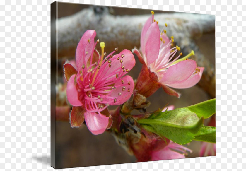 Flower Cherry Blossom Common Daisy Petal PNG