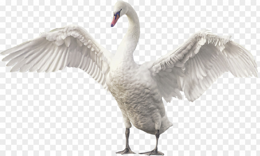 Goose Wings Cygnini Clip Art PNG