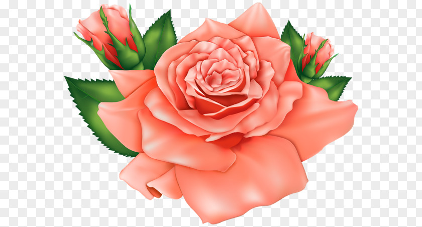 Orange Flowers Rose Flower Clip Art PNG
