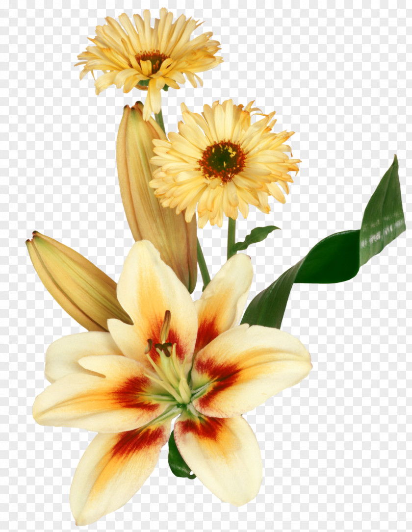 Yellow Flowers Message Night Video PNG