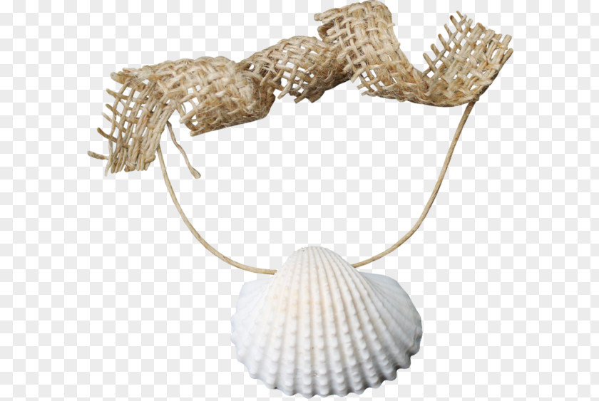 Shells Frame Coquillages Image Adobe Photoshop Blog Beach PNG