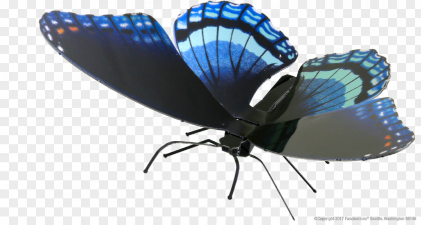 Butterfly Insect Limenitis Arthemis Pipevine Swallowtail Dutchman's Pipe PNG
