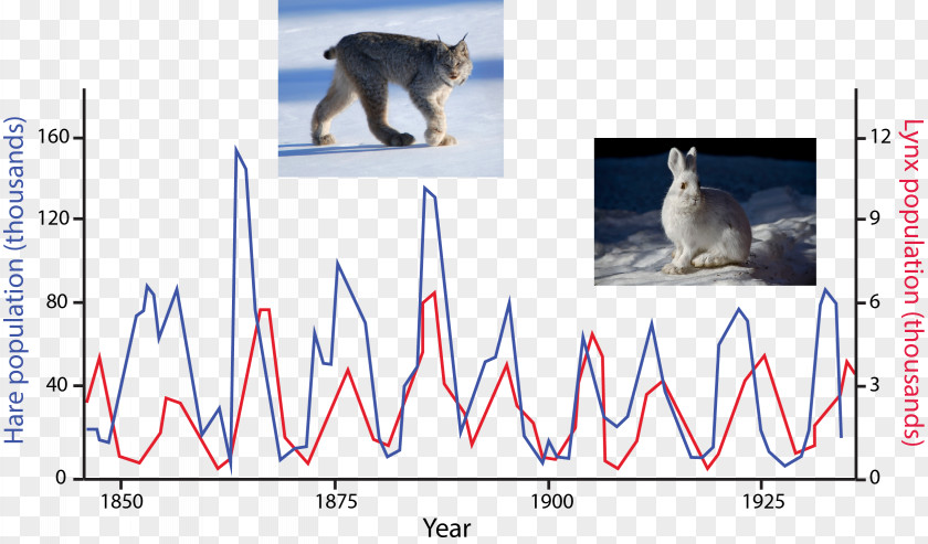 Cat Snowshoe Hare Eurasian Lynx Lotka–Volterra Equations Predation PNG