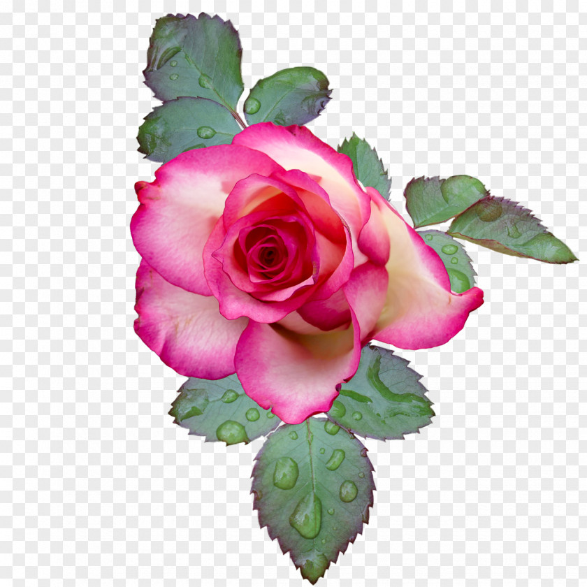 Flower Garden Roses Clip Art Image Pink PNG