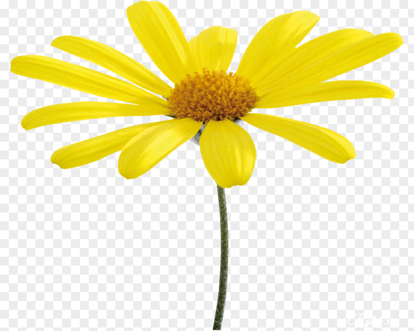 Flower Yellow Oxeye Daisy PNG