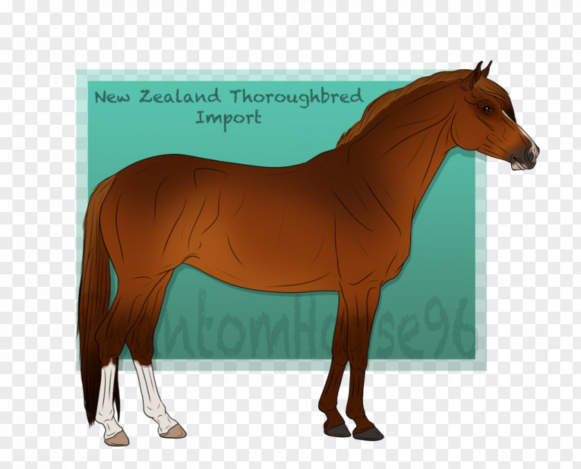 Mustang Mane Stallion Foal Mare PNG