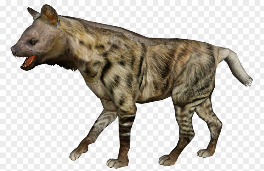 Pachycrocuta Hyaeninae Hyena Tiger PNG